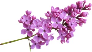 Lilac PNG-85080
